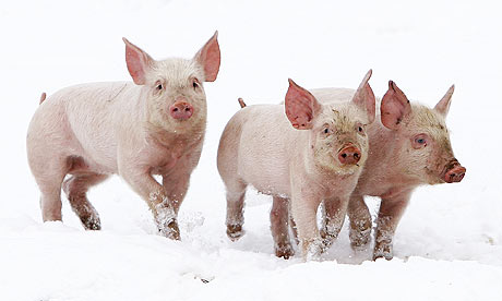 Three-little-pigs-on-a-fa-001